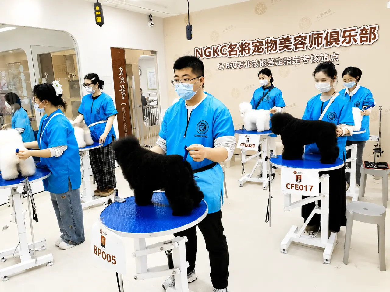 百宠汇宠物美容等级考试与考核现场