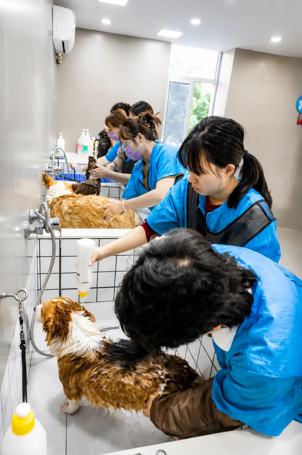 百宠汇学员进行犬只洗护实操