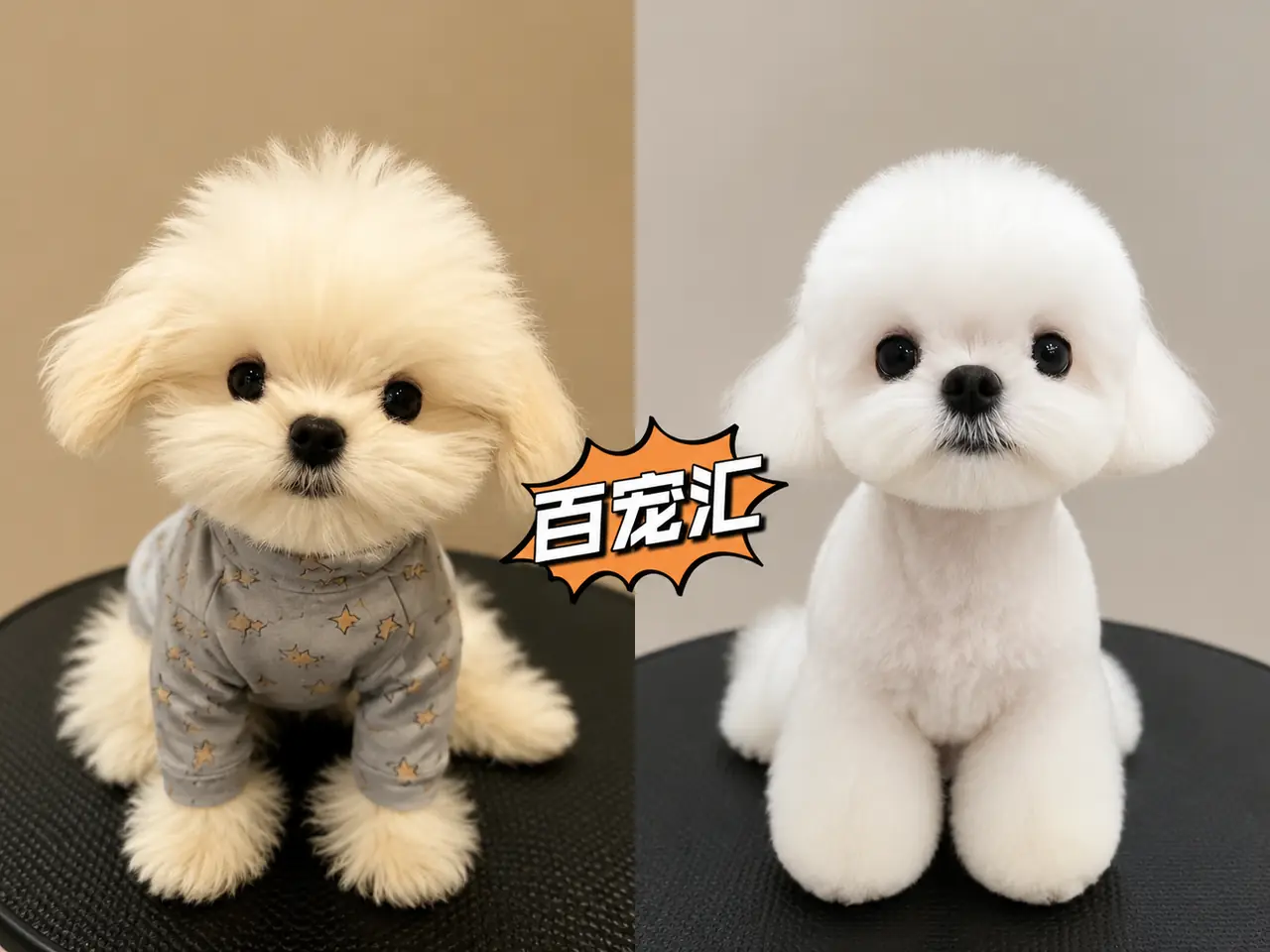 百宠汇学员小型犬萌系美容前后对比作品